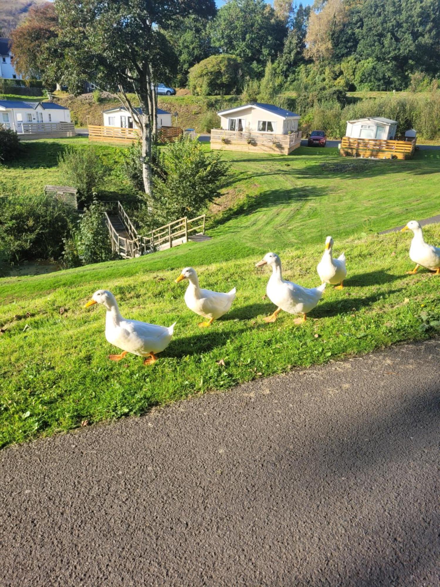 The Sunny Bunny Holiday Home Ballantrae Eksteriør bilde